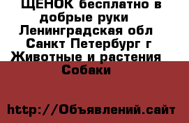 ЩЕНОК бесплатно в добрые руки! - Ленинградская обл., Санкт-Петербург г. Животные и растения » Собаки   